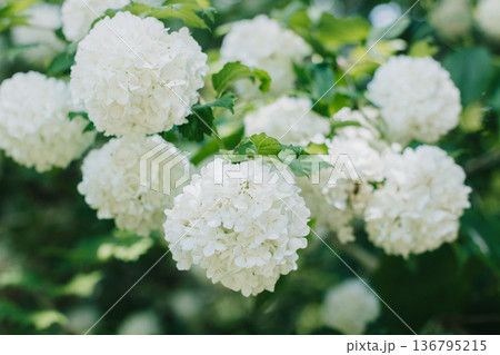 Beautiful branch with white flowers of Viburnum Boule de Neige Roseum in a spring garden. 136795215