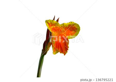 Orange canna flower beautiful 136795221