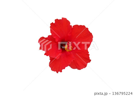 Red Hibiscus flower or Chinese rose Red Hibiscus flower or Chinese rose 136795224