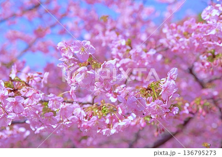 河津桜と青い海 河津桜と青い海 136795273