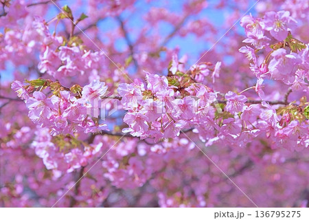 河津桜と青い海 136795275