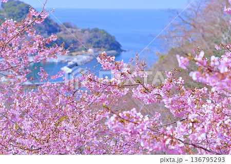 河津桜と青い海 136795293