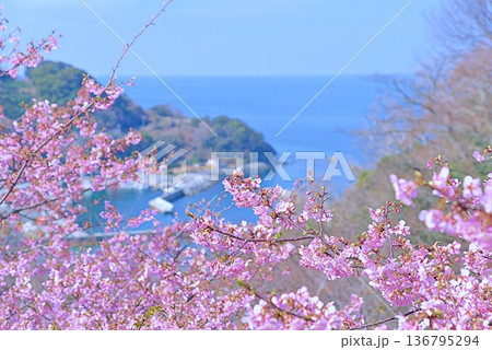 河津桜と青い海 136795294