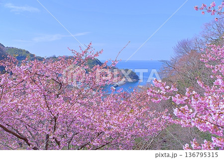 河津桜と青い海 河津桜と青い海 136795315