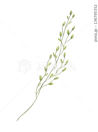 Watercolor meadow grass with spikelet illustration on isolated background. Wild hay herb floral element for boho style bouquet, greeting cards, invitations, interior decor. Watercolor meadow grass with spikelet illustration on isolated background. Wild hay herb floral element for boho style bouquet, greeting cards, invitations, interior decor. 136795352