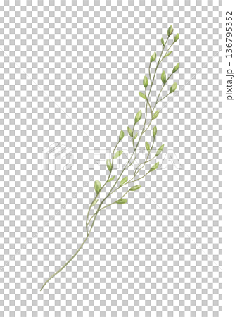 Watercolor meadow grass with spikelet illustration on isolated background. Wild hay herb floral element for boho style bouquet, greeting cards, invitations, interior decor. Watercolor meadow grass with spikelet illustration on isolated background. Wild hay herb floral element for boho style bouquet, greeting cards, invitations, interior decor. 136795352