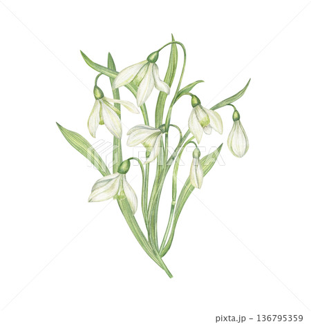 Snowdrop bouquet watercolor illustration on isolated background. White Galanthus flowers. Early spring botanical illustration for greeting card, wedding invitation, packaging, nature decor 136795359