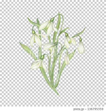 Snowdrop bouquet watercolor illustration on isolated background. White Galanthus flowers. Early spring botanical illustration for greeting card, wedding invitation, packaging, nature decor 136795359