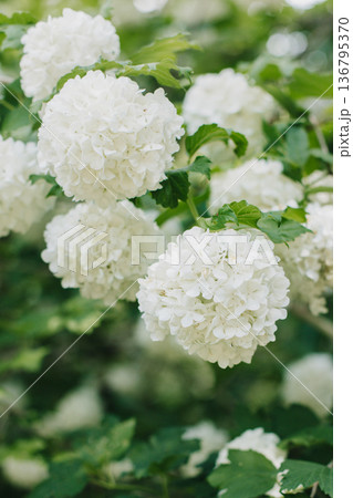 Beautiful branch with white flowers of Viburnum Boule de Neige Roseum in a spring garden. Beautiful branch with white flowers of Viburnum Boule de Neige Roseum in a spring garden. 136795370