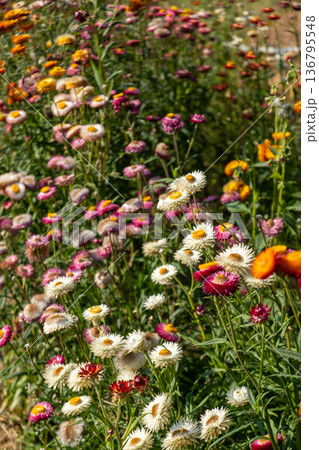 Colorful Wildflower Field Under Bright Sun Colorful Wildflower Field Under Bright Sun 136795548