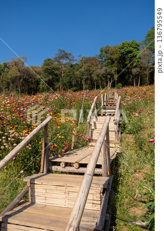 Rustic Wooden Path Through Blooming Wildflowers 136795549