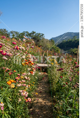Wooden Walkway Through Colorful Wildflower Meadow Wooden Walkway Through Colorful Wildflower Meadow 136795550