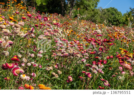 Multicolored Strawflowers Covering Summer Landscape 136795551
