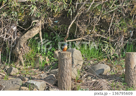 カワセミ　翡翠　かわせみ　東村山市北山公園　東村山浄化センター公園 136795609