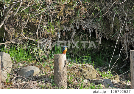 カワセミ　翡翠　かわせみ　東村山市北山公園　東村山浄化センター公園 136795627