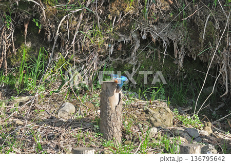 カワセミ　翡翠　かわせみ　東村山市北山公園　東村山浄化センター公園 136795642