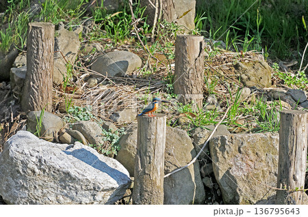カワセミ　翡翠　かわせみ　東村山市北山公園　東村山浄化センター公園 136795643