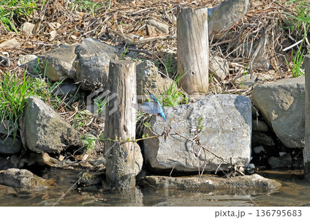 カワセミ 翡翠 かわせみ 東村山市北山公園 東村山浄化センター公園 カワセミ 翡翠 かわせみ 東村山市北山公園 東村山浄化センター公園 136795683