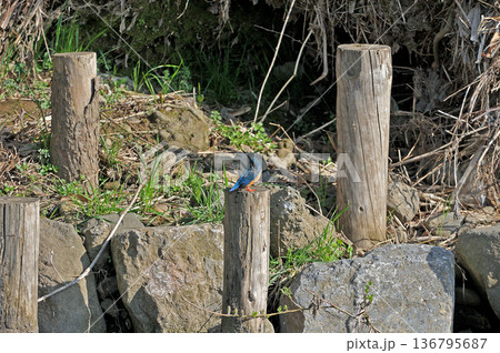 カワセミ　翡翠　かわせみ　東村山市北山公園　東村山浄化センター公園 136795687