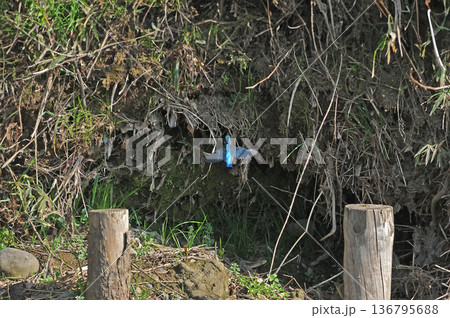 カワセミ 翡翠 かわせみ 東村山市北山公園 東村山浄化センター公園 カワセミ 翡翠 かわせみ 東村山市北山公園 東村山浄化センター公園 136795688