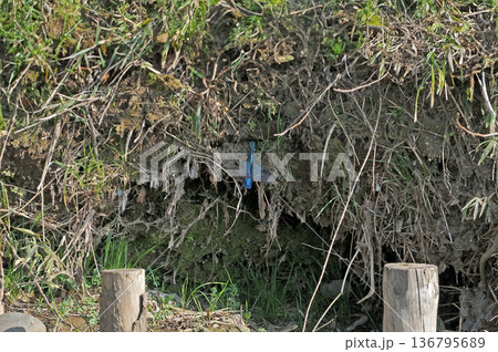 カワセミ　翡翠　かわせみ　東村山市北山公園　東村山浄化センター公園 136795689
