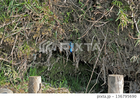カワセミ　翡翠　かわせみ　東村山市北山公園　東村山浄化センター公園 136795690