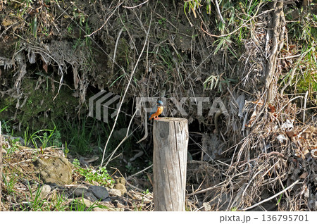 カワセミ　翡翠　かわせみ　東村山市北山公園　東村山浄化センター公園 136795701