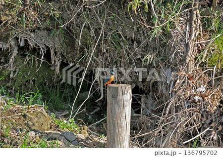 カワセミ 翡翠 かわせみ 東村山市北山公園 東村山浄化センター公園 カワセミ 翡翠 かわせみ 東村山市北山公園 東村山浄化センター公園 136795702