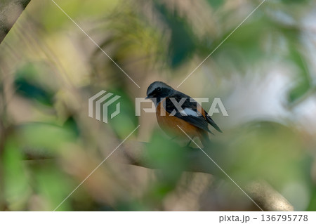 枝にとまるジョウビタキのオス 136795778
