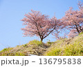 青空に映える桜 136795838