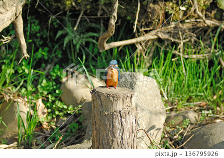 カワセミ　翡翠　かわせみ　東村山市北山公園　東村山浄化センター公園 136795926