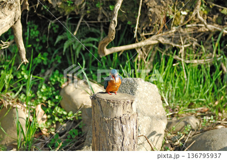 カワセミ　翡翠　かわせみ　東村山市北山公園　東村山浄化センター公園 136795937