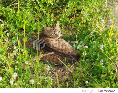 草むらで寝転ぶ猫 136795982