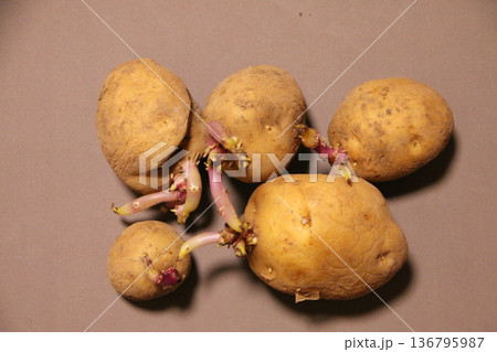 芽の伸びたジャガイモ 136795987