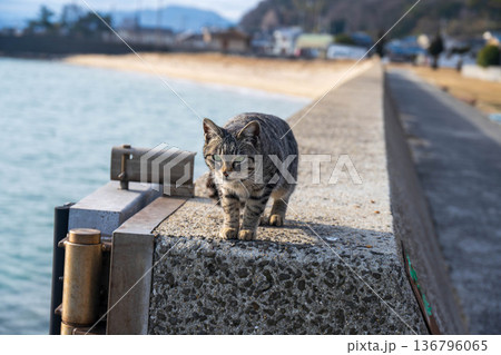 港にいる猫 港にいる猫 136796065
