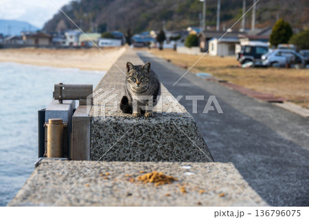 対岸の餌を狙う猫 対岸の餌を狙う猫 136796075