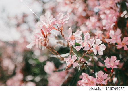 Beautiful pink oleander flowers on a summer street. 136796085