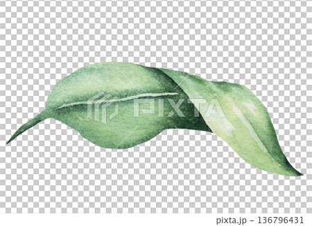 Hand painted watercolor green leaf, botanical isolated illustration. Plant element for print design Hand painted watercolor green leaf, botanical isolated illustration. Plant element for print design 136796431