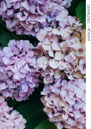 Amazing pink and violet Hydrangea flowers in a garden. Amazing pink and violet Hydrangea flowers in a garden. 136796481