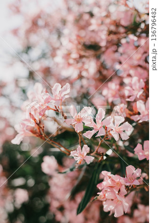 Beautiful pink oleander flowers on a summer street. 136796482