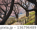 河津桜の散策路 136796489