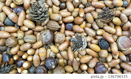 どんぐりと木の実のテクスチャ背景 136796535