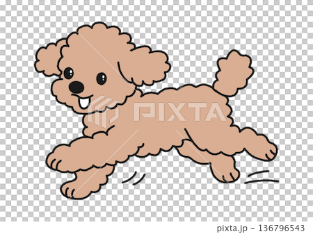 Run Toy Poodle 136796543