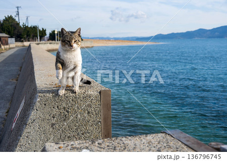 跳躍する猫 跳躍する猫 136796745