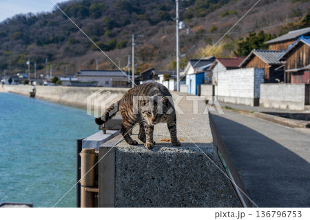 跳ぼうと準備する猫 跳ぼうと準備する猫 136796753
