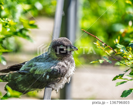 A crow chick, a small crow has fallen out of its nest and is sitting scared on a branch near the ground. A crow chick, a small crow has fallen out of its nest and is sitting scared on a branch near the ground. 136796803
