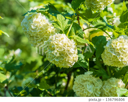 Lush white flowers of viburnum roseum with blurred background.. Lush white flowers of viburnum roseum with blurred background.. 136796806