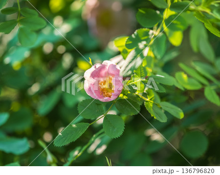Blooming rosehip flower, beautiful pink flower on a bush branch. Beautiful natural background of blooming greenery. Blooming rosehip flower, beautiful pink flower on a bush branch. Beautiful natural background of blooming greenery. 136796820