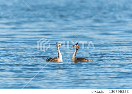 Mating games of two water birds Great Crested Grebes. Two waterfowl birds Great Crested Grebes swim in the lake with heart shaped silhouette 136796828