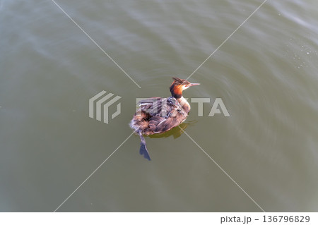 The water bird Great crested Grebe, Podiceps cristatus, swimming in the lake, and its cute babies riding on its back 136796829
